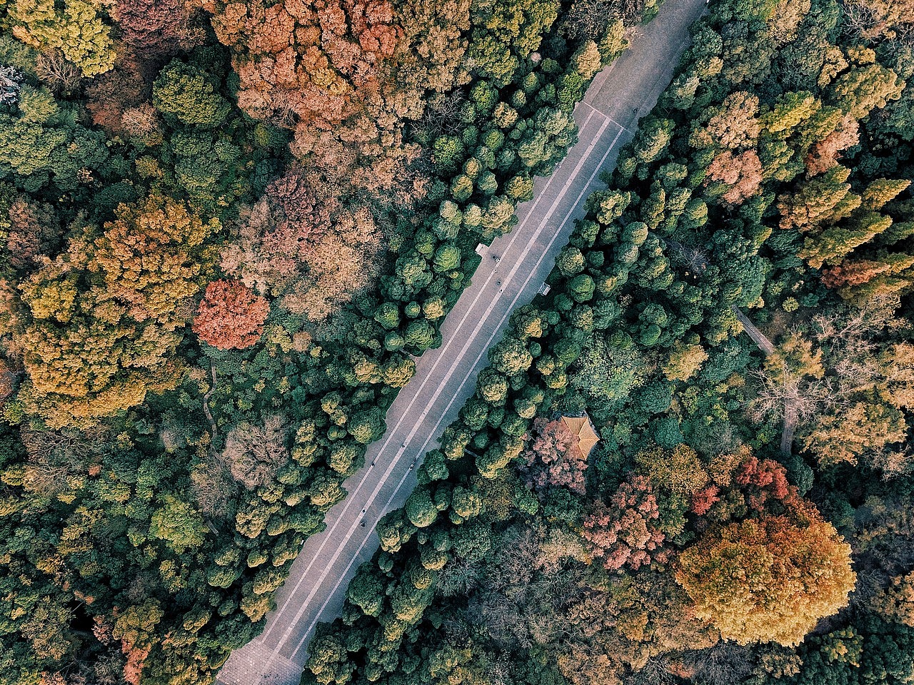 明孝陵通道两旁的树木