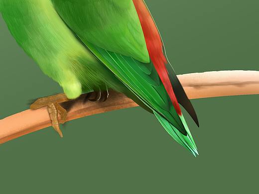 寫實(shí)板繪，鸚鵡（個(gè)人主頁-ZMzk3OTU0MjQ=） - 創(chuàng)作習(xí)作 - 站酷設(shè)計(jì)師如風(fēng)mz原創(chuàng)素材 - 站酷ZCOOL