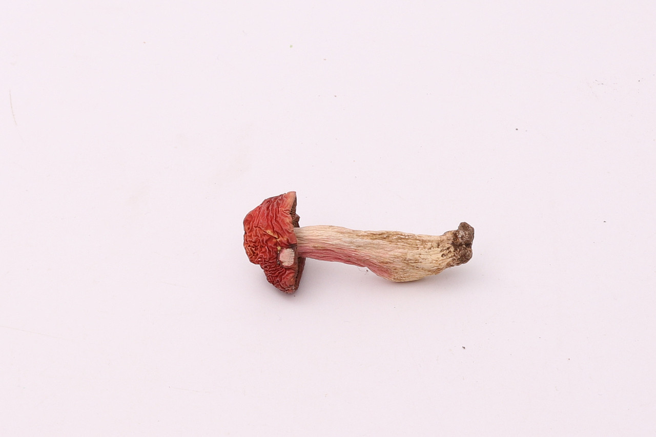 B06粮油米面\C06-南北干货\V18红菇X1-QM