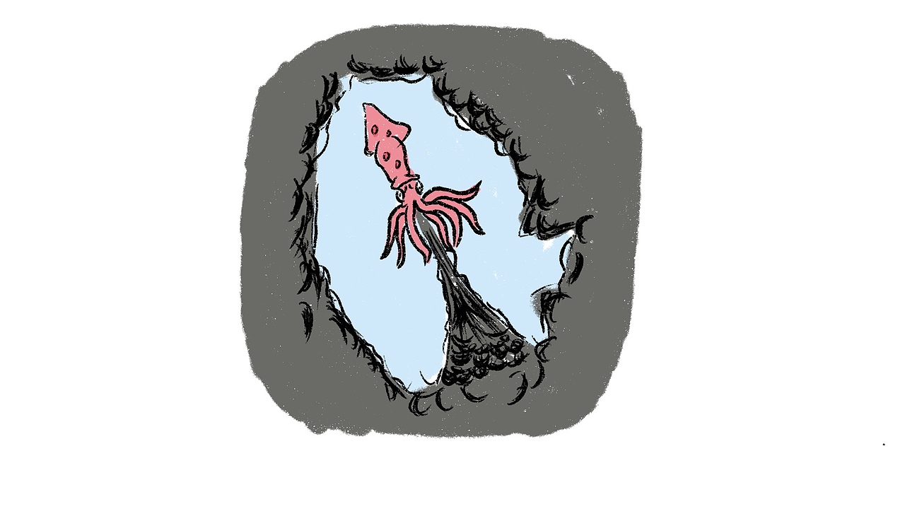 【小阿图科普】为什么乌贼会喷墨汁?