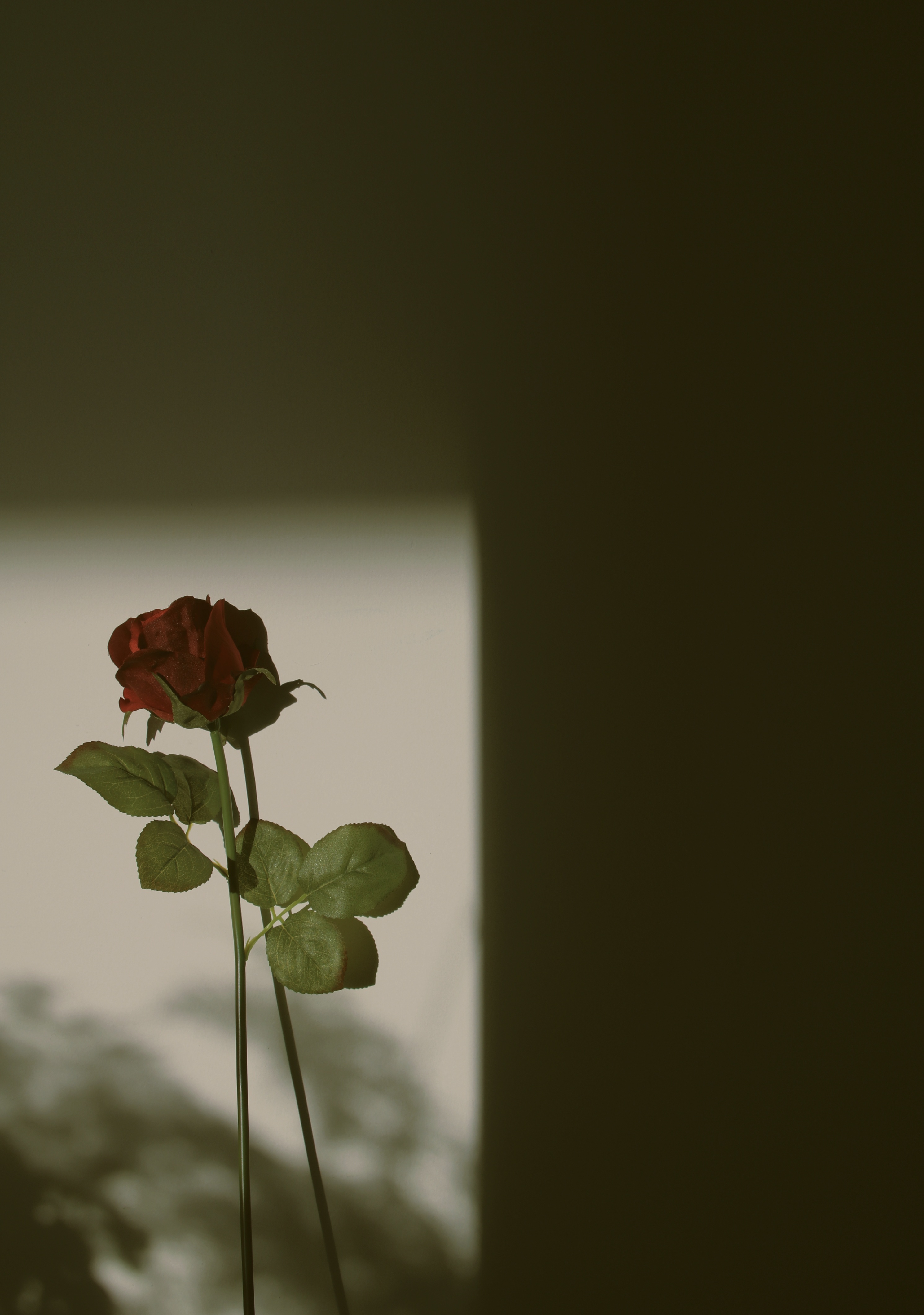 光影|摄影|静物|友人罗 - 原创作品 - 站酷 (zcool)