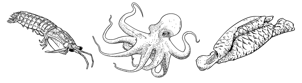 真能扒虾（鸭货 辣货产品插画）（图ZMTI3ODQ3OTg0） - 商业插画 - 站酷设计师犀利小葱聪原创素材 - 站酷ZCOOL