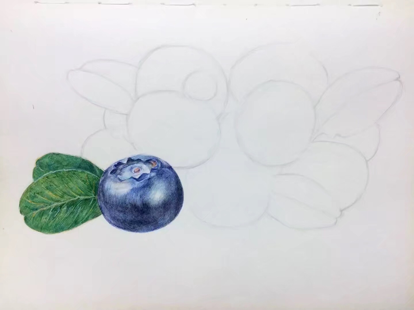 圆珠笔画-蓝莓