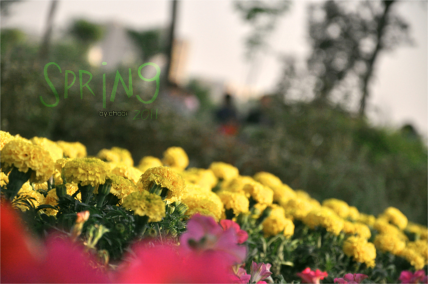 春天的随便乱照（图ZMjk5MjYwOA==） - 风光摄影 - 站酷设计师chobi原创素材 - 站酷ZCOOL