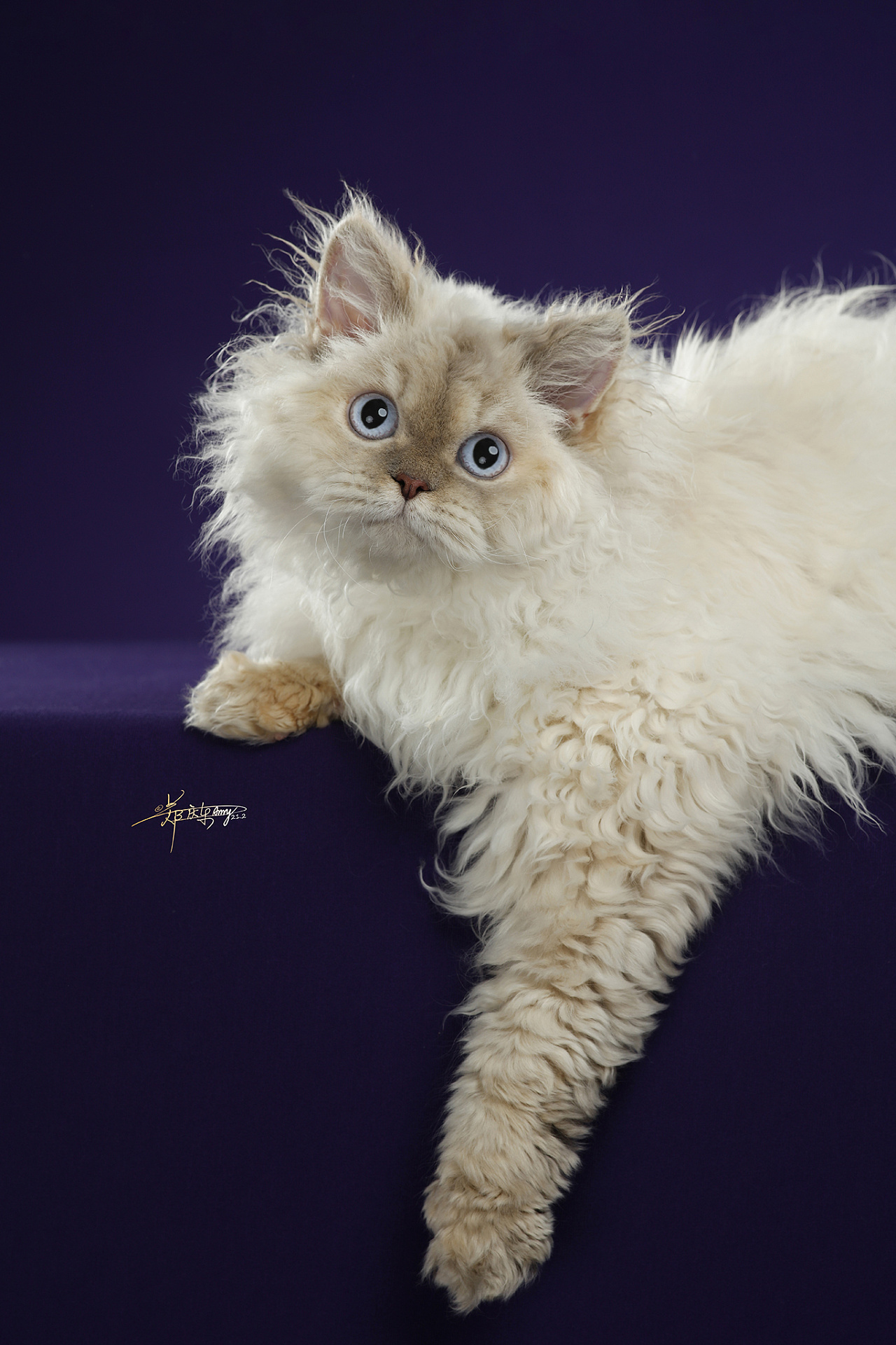 赛尔凯克羊毛猫