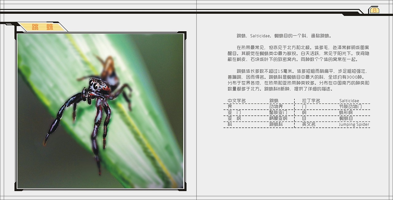 机械昆虫绘本丨当年的毕业设计（图ZODMyMzYwMjQ=） - 创作习作 - 站酷设计师神奇小学生原创素材 - 站酷ZCOOL