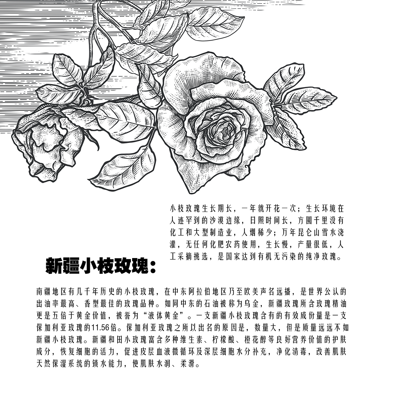 新疆礼物御农果业养生茶礼盒联图(图ZMjc4OTY1NDM2) - 商业插画 - 站酷设计师tuteng000001原创素材 - 站酷ZCOOL