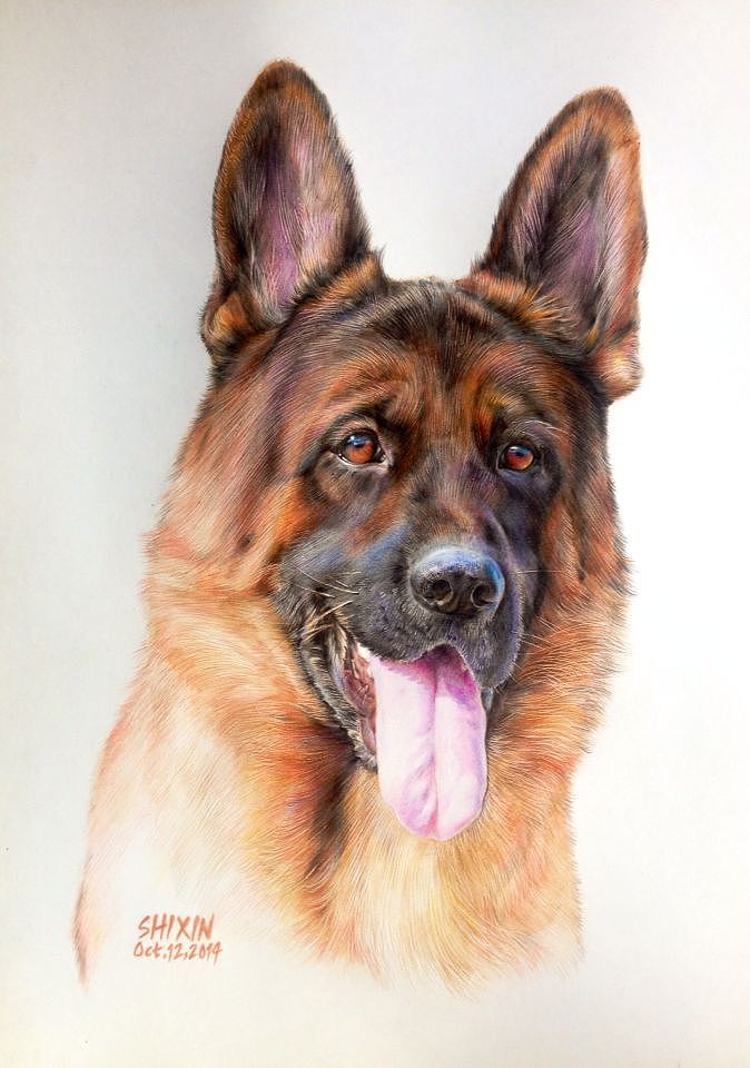前段时间为我的狗狗画的彩铅头像,德国牧羊犬,两岁,公.
