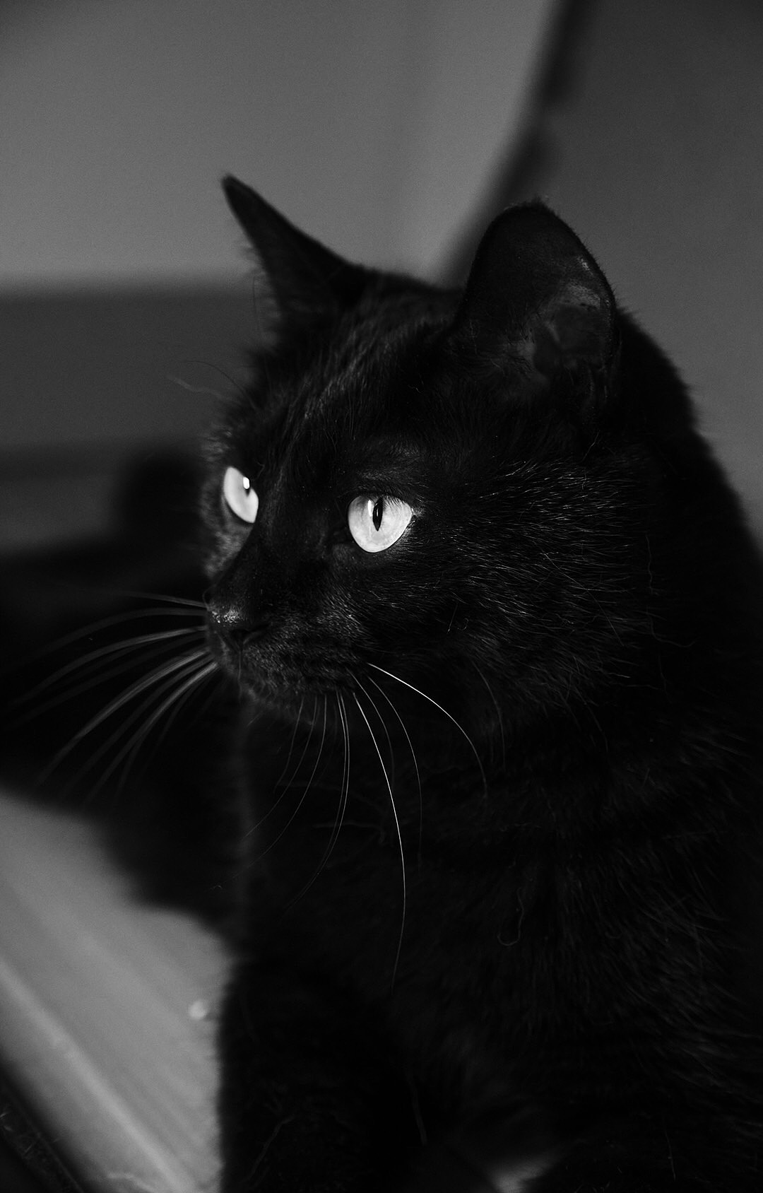小黑猫 哒哒