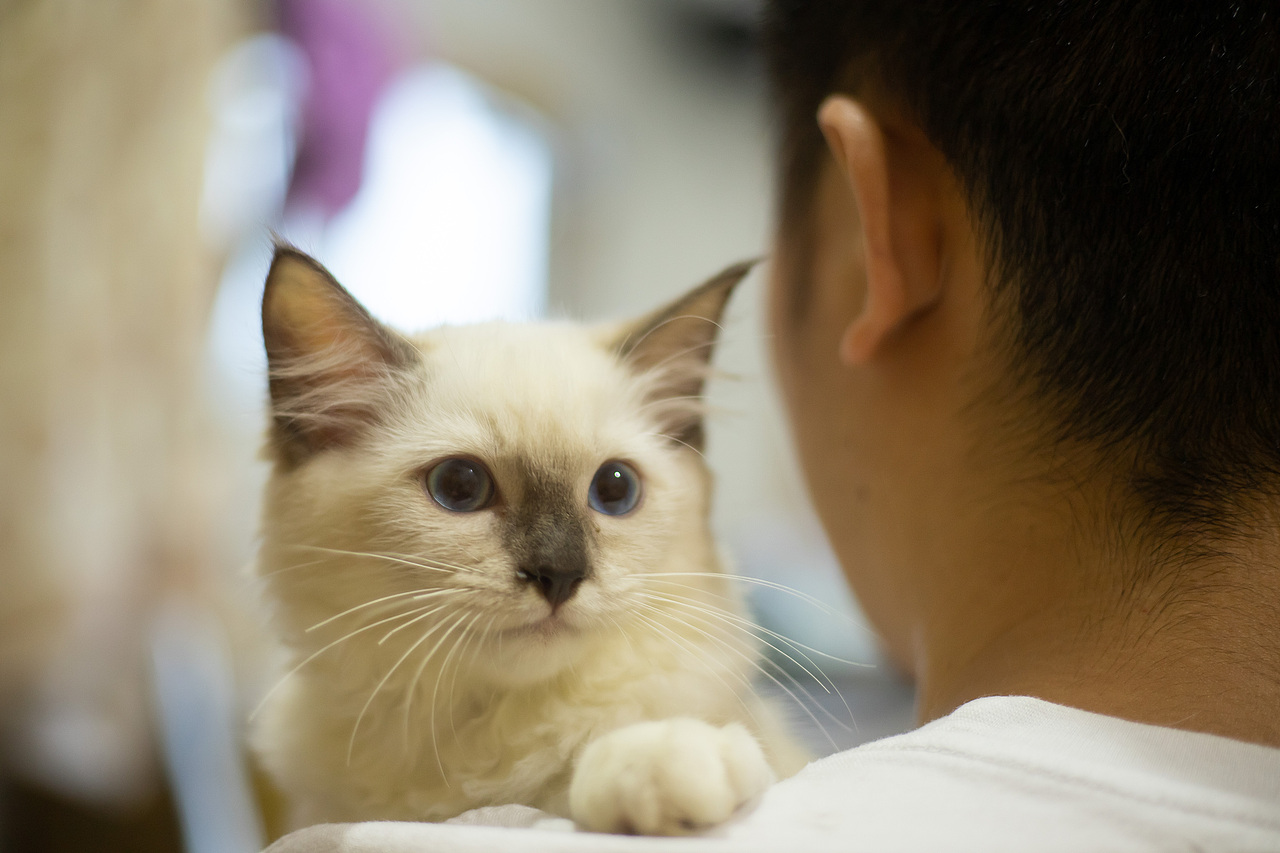 快三个月，有喜欢的吗快点领走（图ZMjI1NjQ4ODIw） - 宠物摄影 - 站酷设计师我爱黎明我爱黎明原创素材 - 站酷ZCOOL