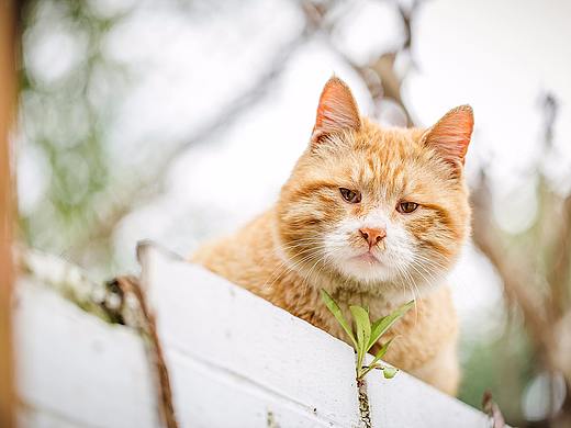 花园里的橘猫