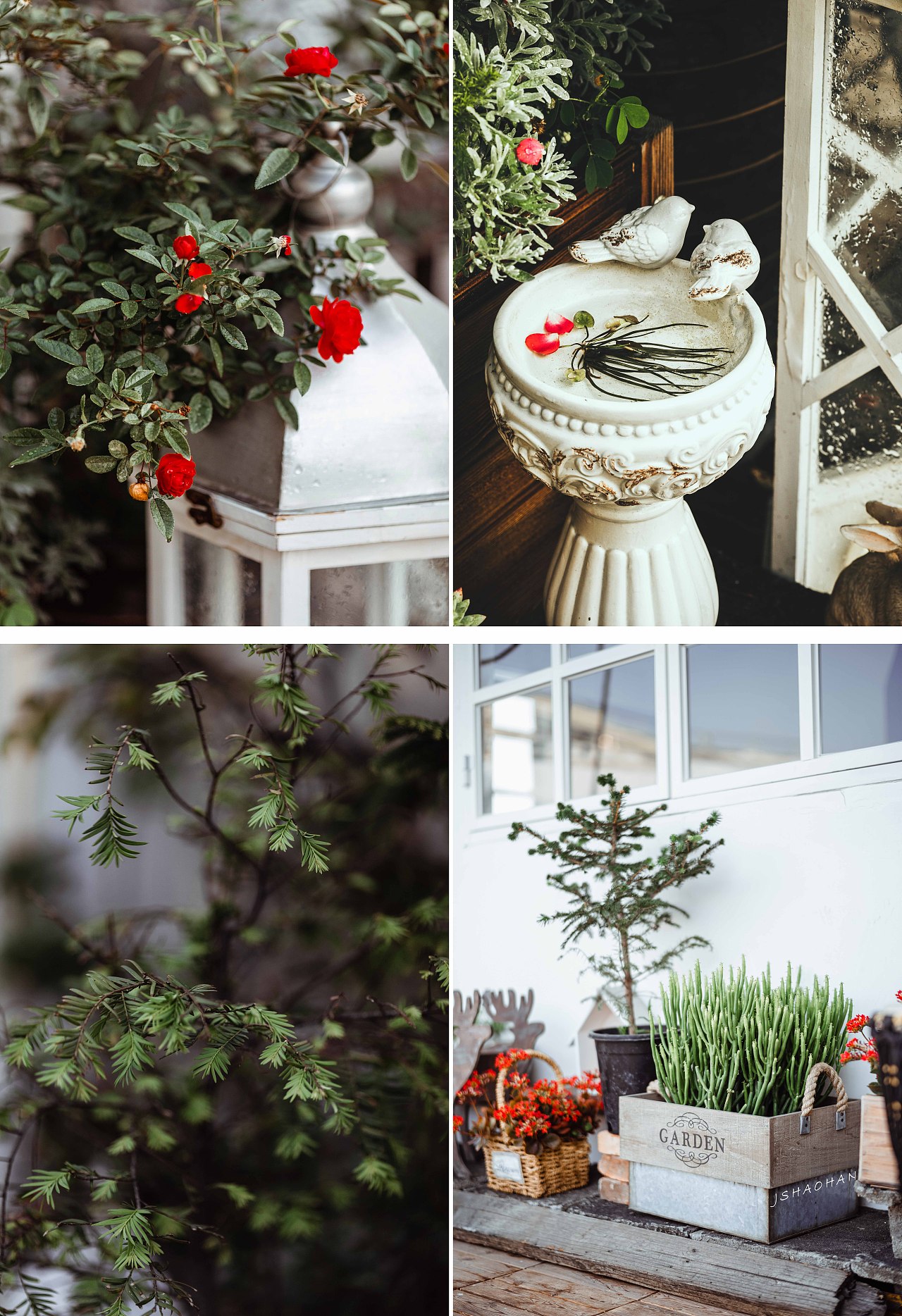 起了个早,给我的花园拍个写真