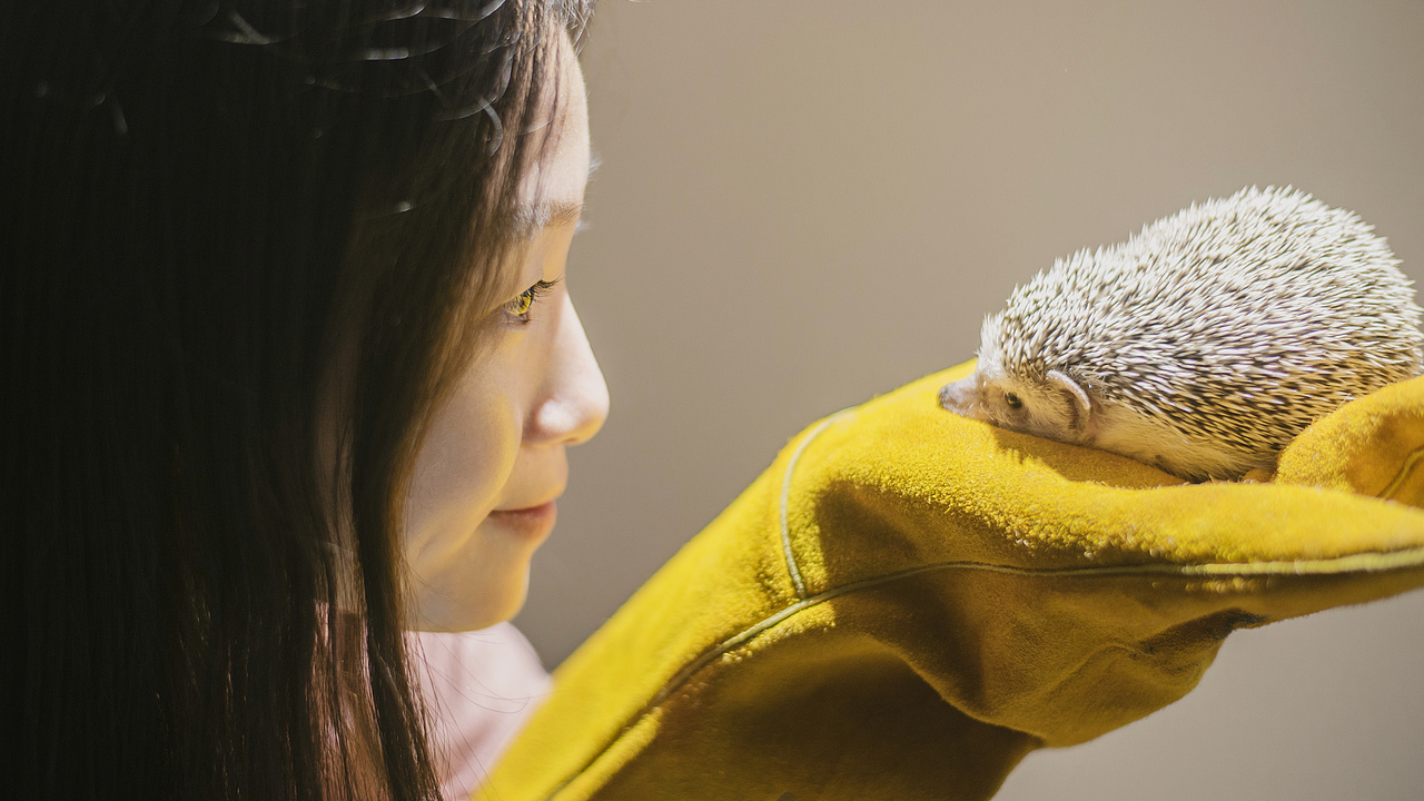 宠物摄影|【小怪兽】