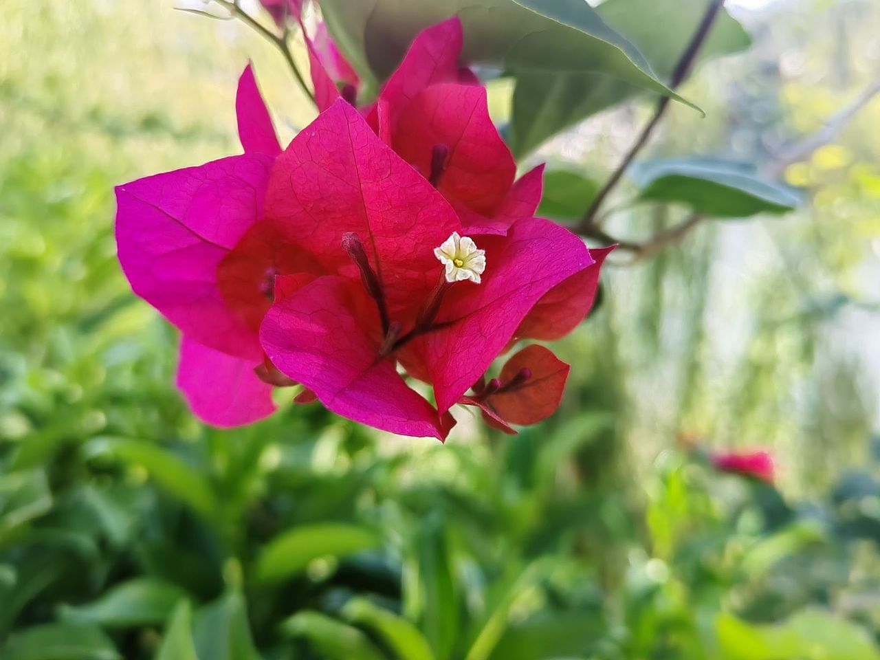 红彤彤的三角梅