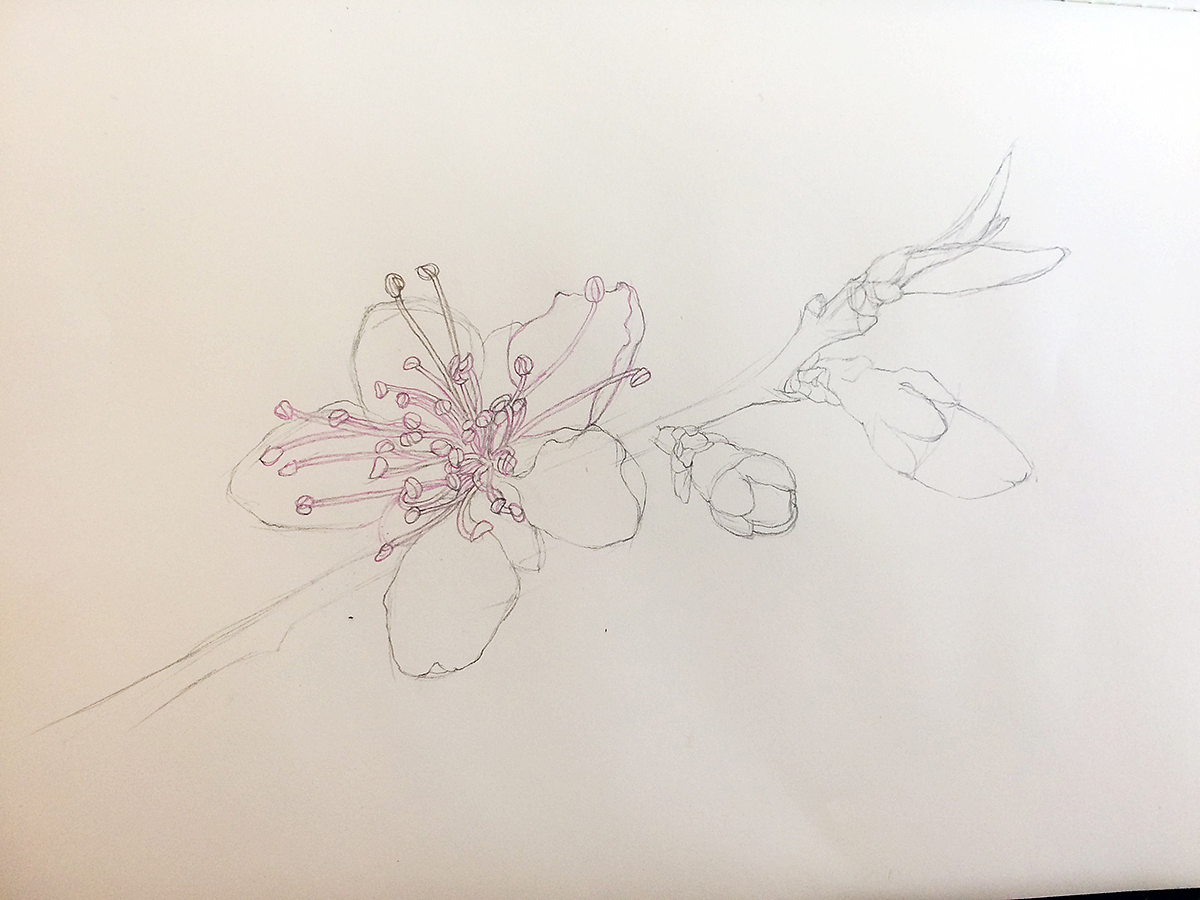 铅笔起稿后，用彩铅画好确定的线，线条尽量放松，可以刻意做点弯曲抖动，看起来比较自然。