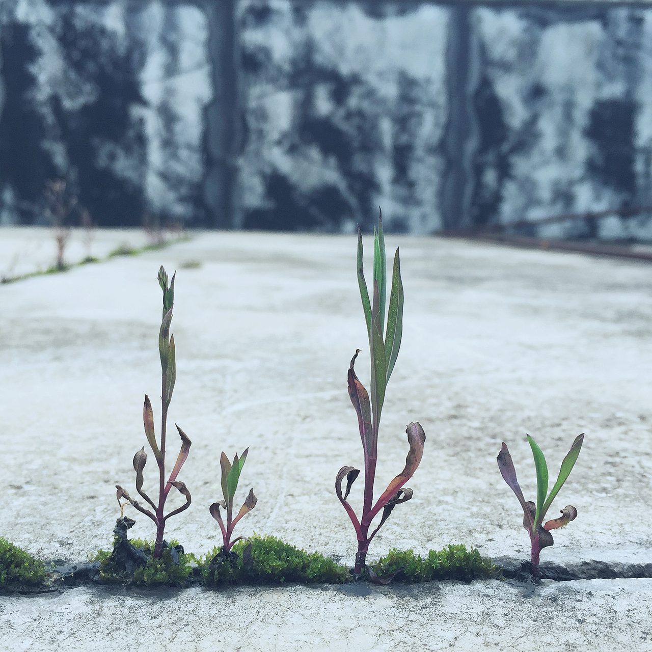 手机随手拍2--夏天啊