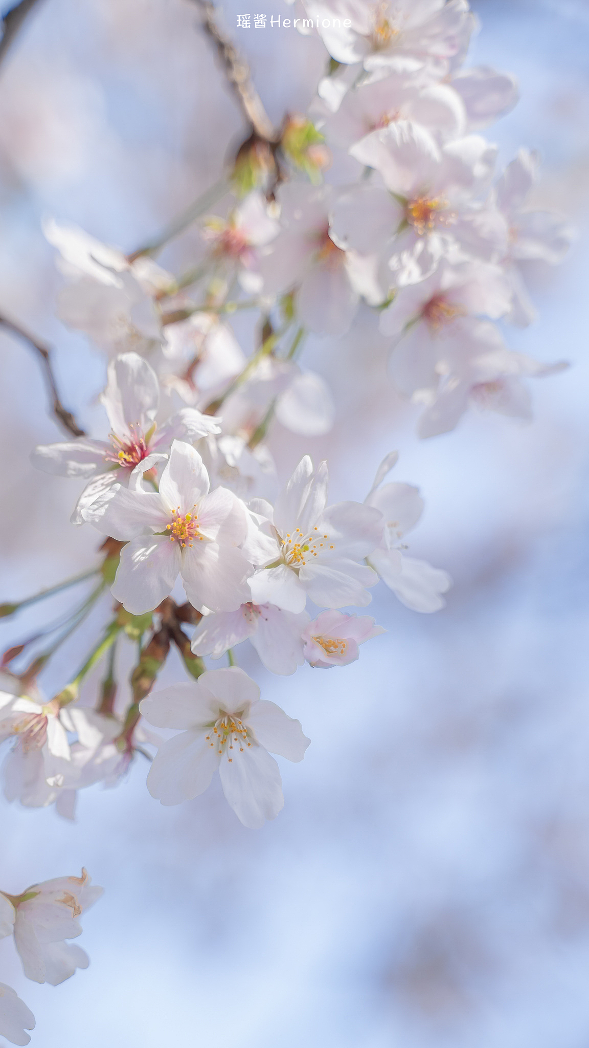 没有一个春天不会到来 | 时隔一年，武大樱花如约而至（图ZMjQ3MzgwNTMy） - 人文/纪实摄影 - 站酷设计师瑶酱Hermione原创素材 - 站酷ZCOOL