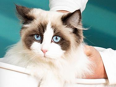 猫咪沐浴露