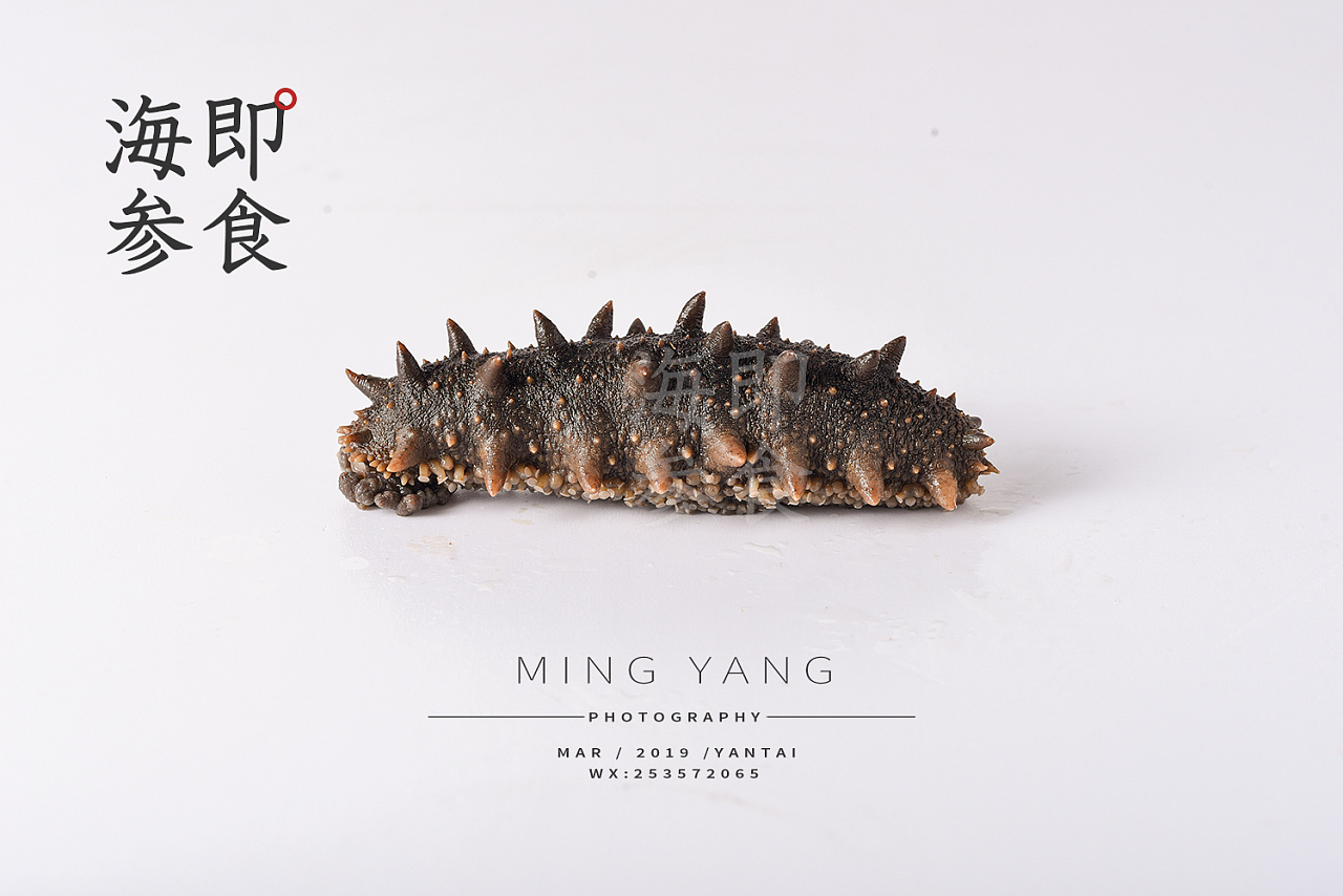 海参/即食海参拍摄