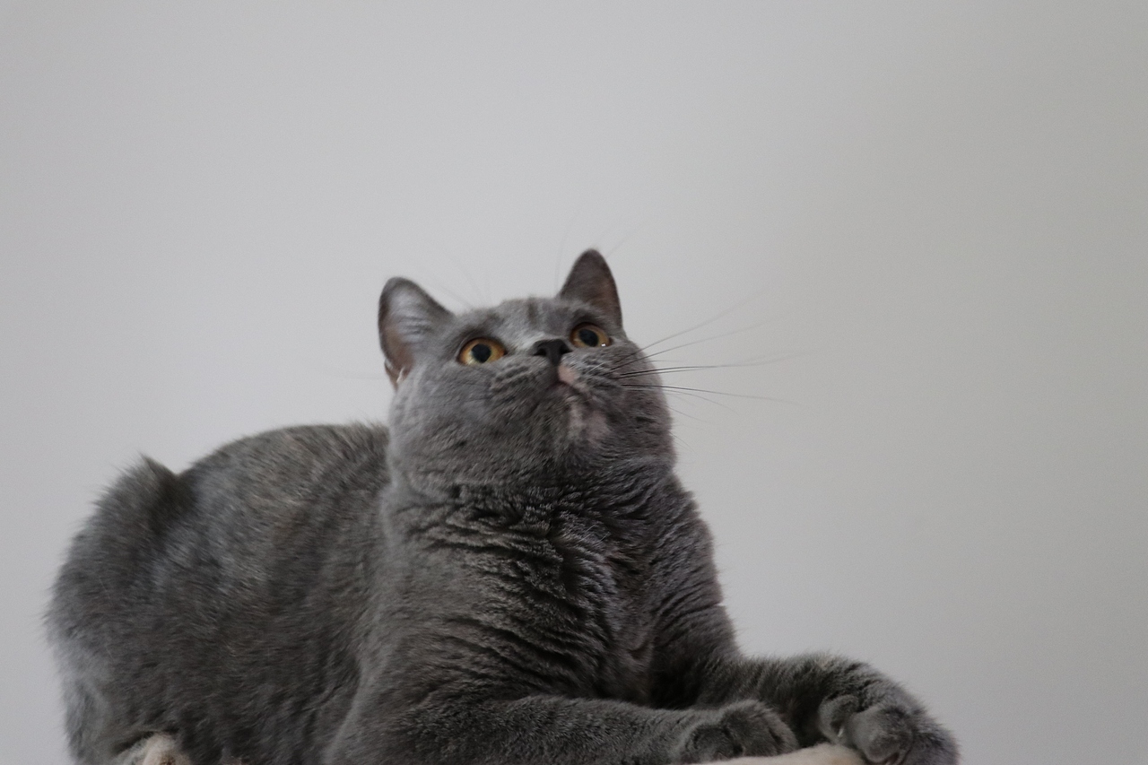 沐米猫舍 种猫MM-英短蓝乳色-阿萝-英国短毛猫