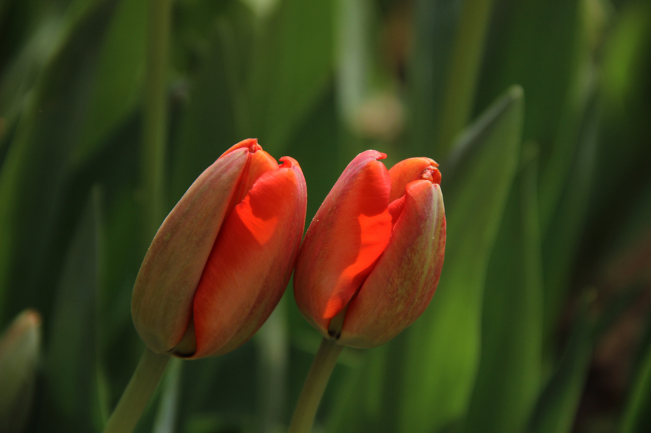 花卉摄影 郁金香
