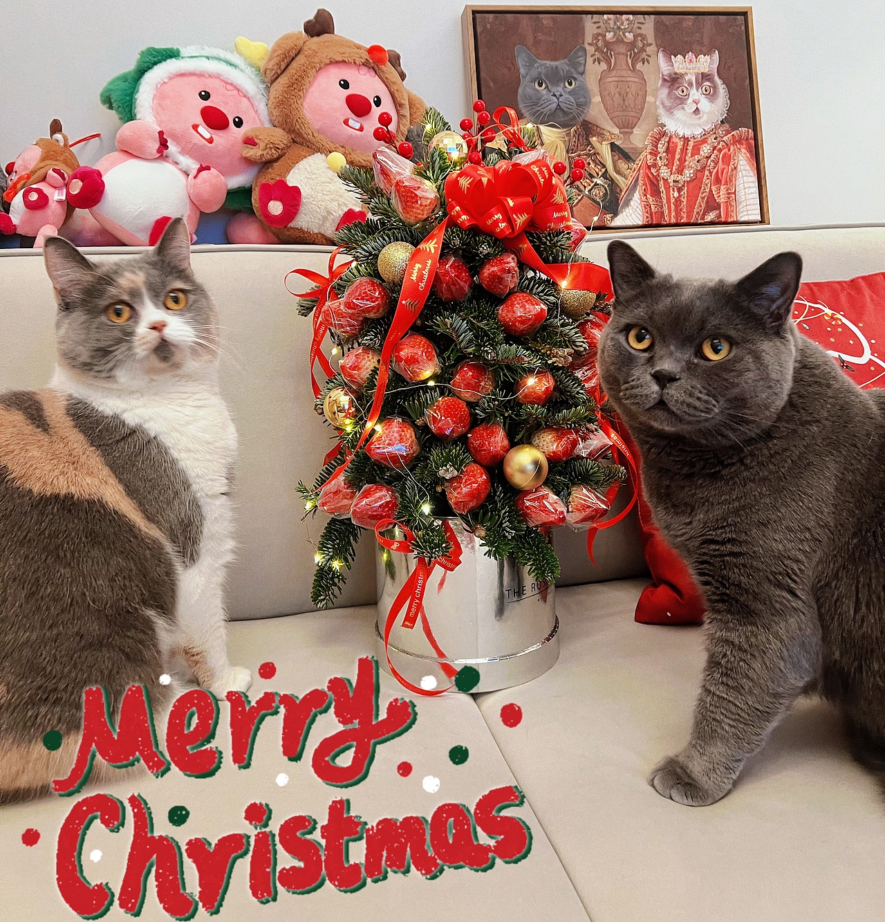 圣诞🎄🐱专题--萌萌小猪咪们（图ZMzU4MzI0NTE2） - 宠物摄影 - 站酷设计师夏夏大西瓜原创素材 - 站酷ZCOOL
