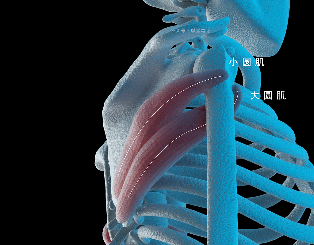 躯干肌肉（图ZMjc2NzY0Njg4） - 人物/生物 - 站酷设计师雕塑笔记原创素材 - 站酷ZCOOL