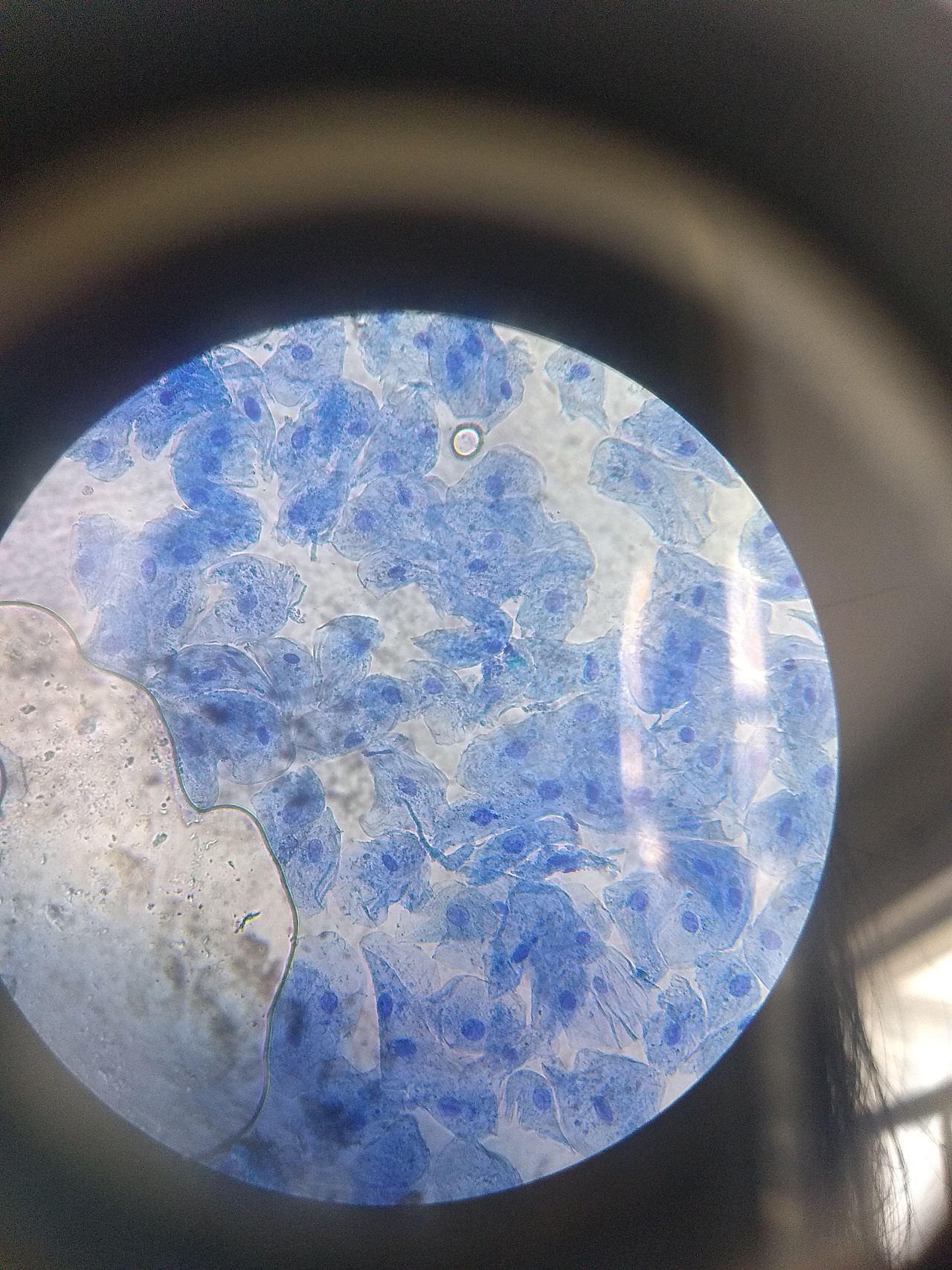 生物细胞观察（图ZMjQ0NDk0ODIw） - 风光摄影 - 站酷设计师SGEJWJ原创素材 - 站酷ZCOOL