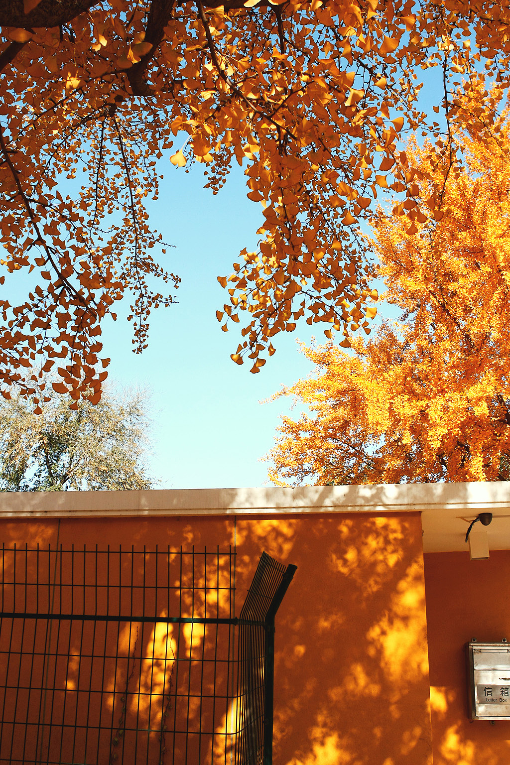 2011_11_12银杏/三里屯东五街