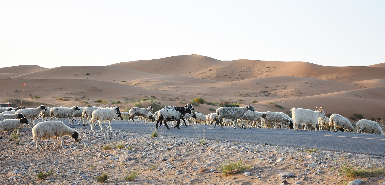 第一次见羊群过沙漠公路