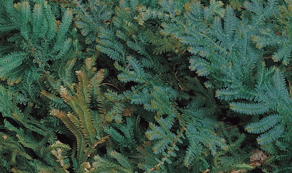 老衲叶修的个人主页（背景预览） - 主页背景设置 - 站酷设计师老衲叶修原创素材 - 站酷ZCOOL