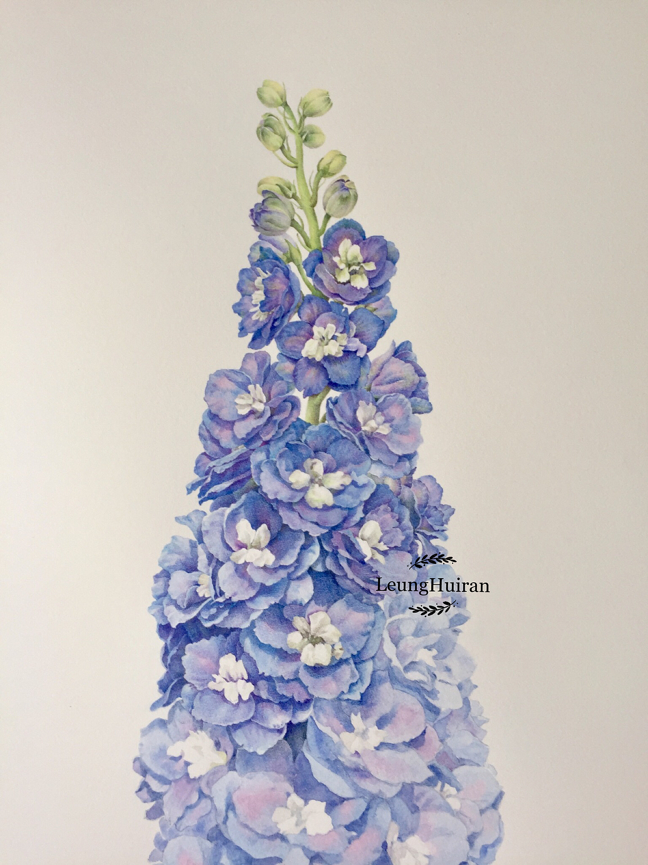 彩铅植物花卉-精微素描花卉