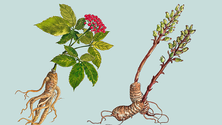 中裕 草药插画包装设计（图ZMTQyNDU1NjI0） - 包装 - 站酷设计师龍大设计原创素材 - 站酷ZCOOL