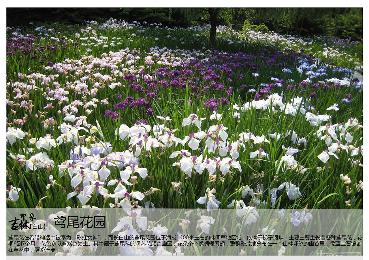 鸢尾花在希腊神话中被奉为“彩虹女神”,而长白山的鸢尾花园位于海拔1400米左右的林间草地区域,依傍于梯子河畔,主要主要生长着各种鸢尾花,花期6到7个月,花色多以篮紫色为主。其中属于鸢尾科的溪荪花颜色幽蓝,花朵个个像蝴蝶展翅,整群整片地分布在一个山林环绕的幽谷里,像蓝宝石镶嵌在草丛中,顾盼流离。