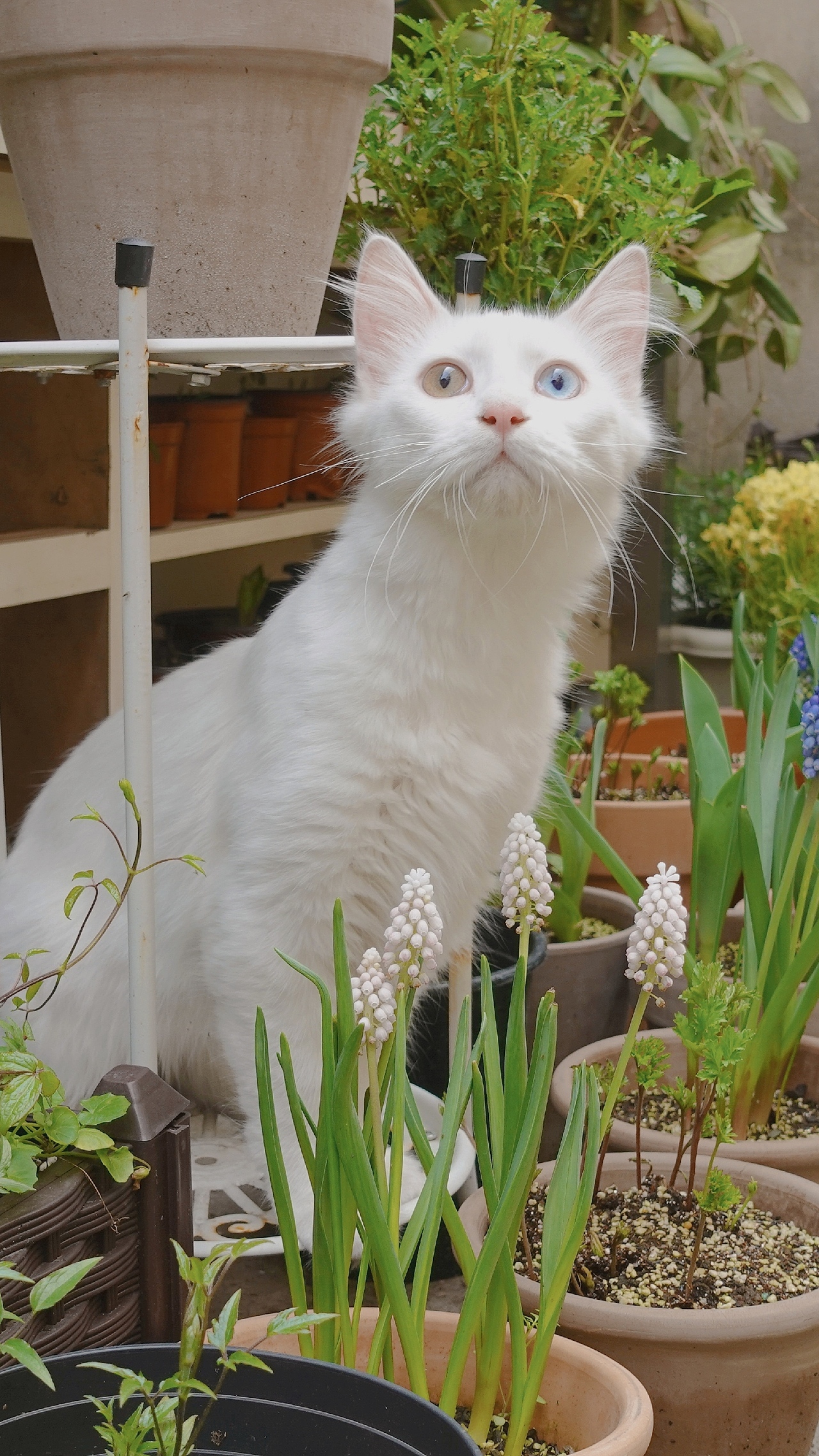 可爱的田园狮子猫