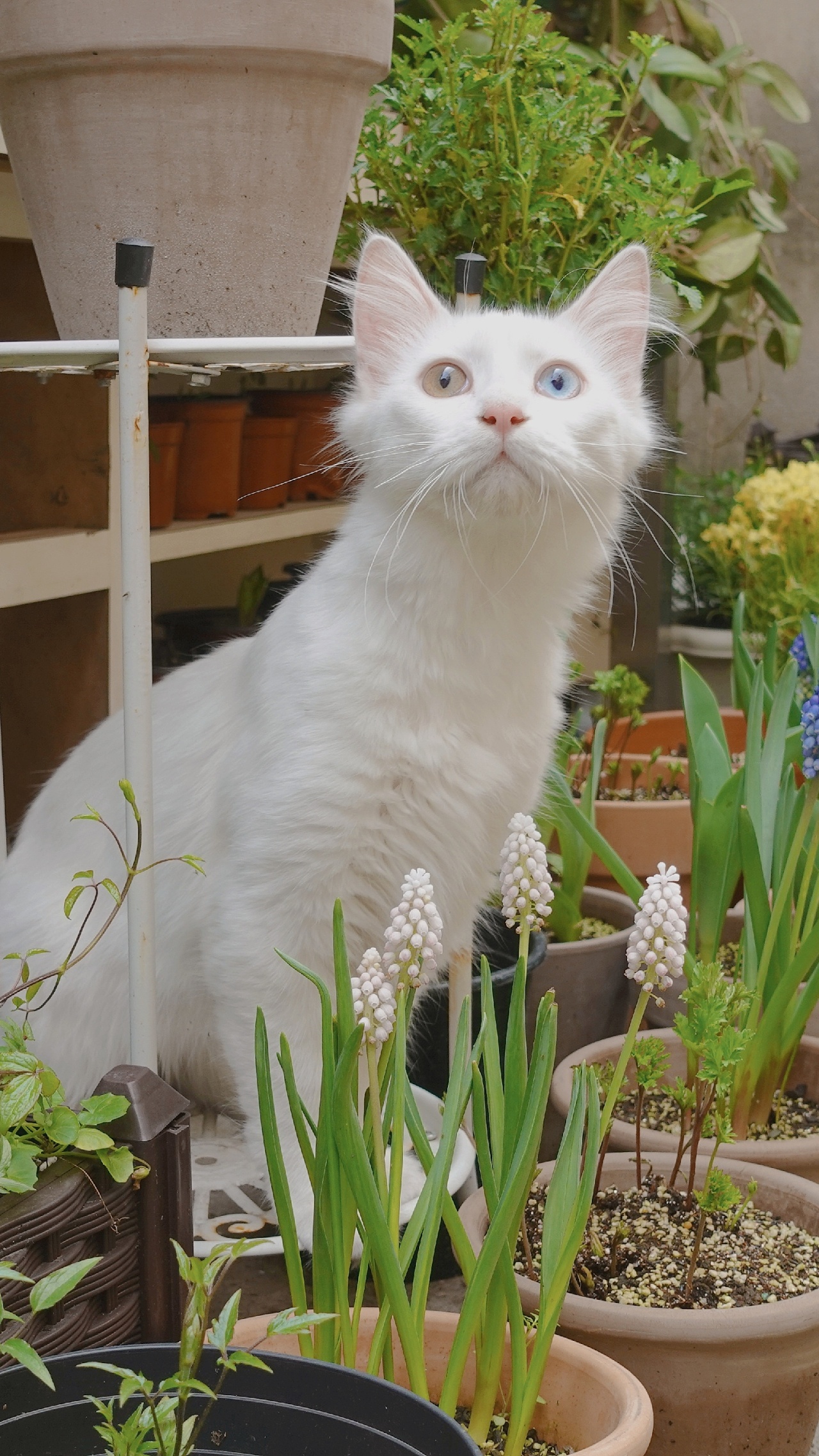 可爱的田园狮子猫|摄影|宠物摄影|梨婲喵喵 - 原创作品 - 站酷 (zcool