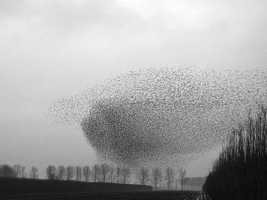 摄影丨空中飞舞的椋鸟群与瞬息万变的闪电奇观