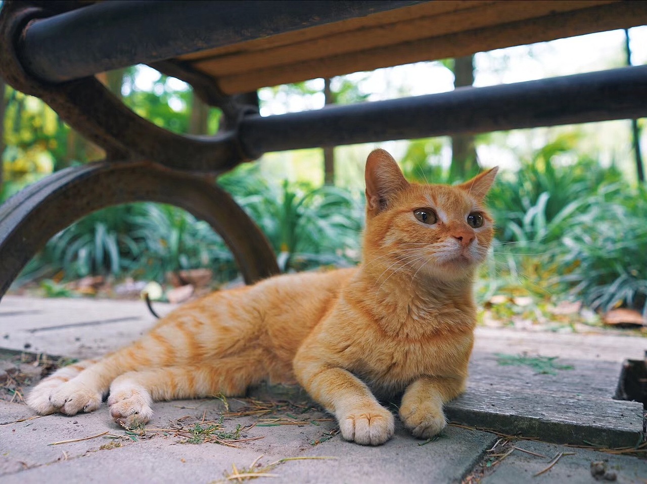 阿饅的猫（图ZMTY4NTc3Mjcy） - 宠物摄影 - 站酷设计师百事闲人666原创素材 - 站酷ZCOOL