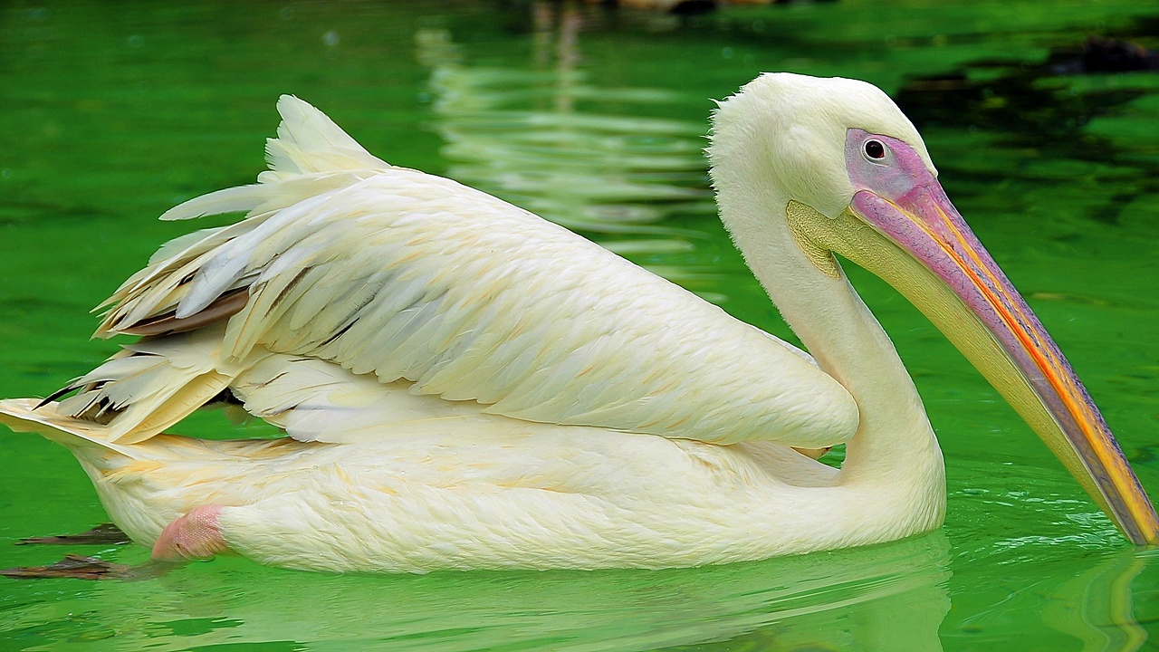 鸟（图ZOTMxNDI5MzY=） - 宠物摄影 - 站酷设计师吾翰世原创素材 - 站酷ZCOOL