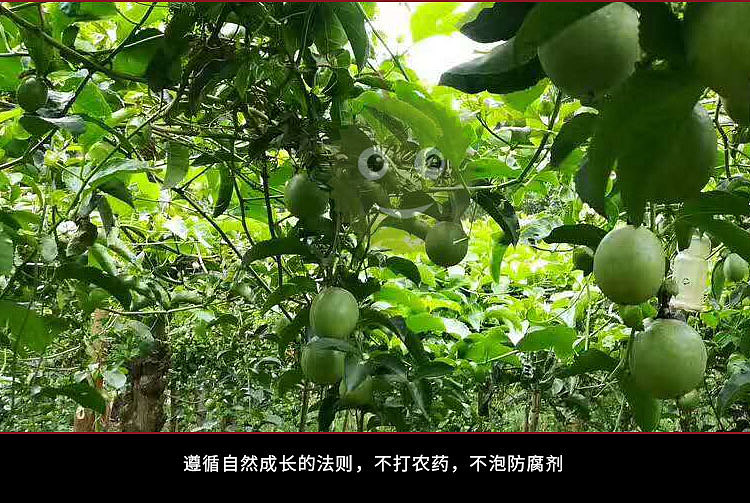 老男人果品百香果（图ZMTE0NDQxNzQ0） - 宣传物料 - 站酷设计师邱公城原创素材 - 站酷ZCOOL