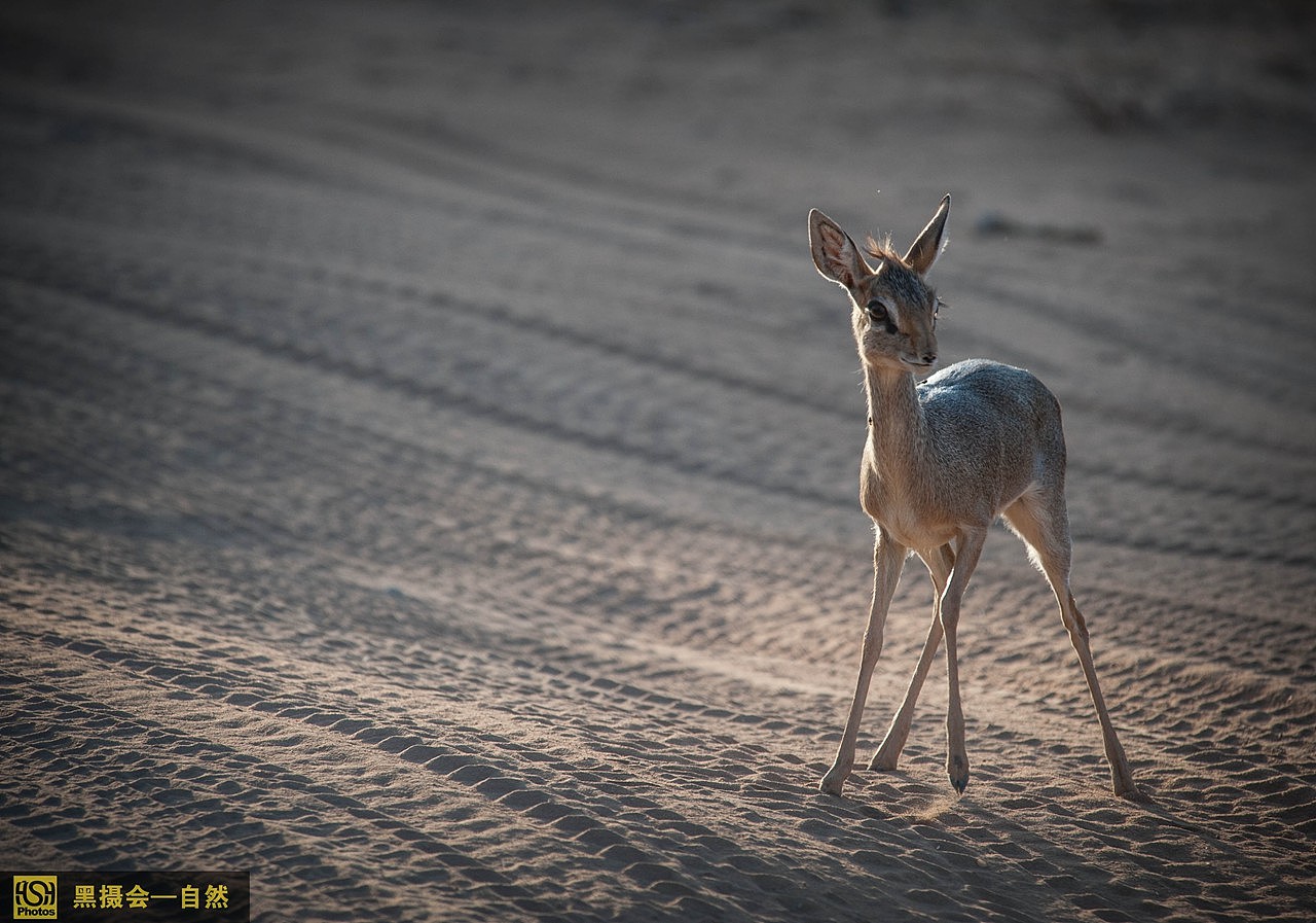 这种小动物是:柯氏犬羚,英文名字叫做Dik Dik,分布于索马里南部,肯尼亚中南部,坦桑尼亚中北部,安哥拉西南部和纳米比亚。生活在干燥的灌木丛中,灌木丛是柯氏犬羚的主要食物,但柯氏犬羚并不需要太多水。体长52-67厘米,尾长3-6厘米,肩高30-40厘米。背部毛色为黄灰色或红褐色,腹部为灰白色。仅雄性有角。由于在柯氏犬羚的头上有浓密的毛,所以柯氏犬羚的角很难被发现。但柯氏犬羚的尾巴和蹄子却很容易被发现。柯氏犬羚最大的特征是它们的嘴巴和鼻子很长。还有眼睛很大,和外星人一样的赶脚。