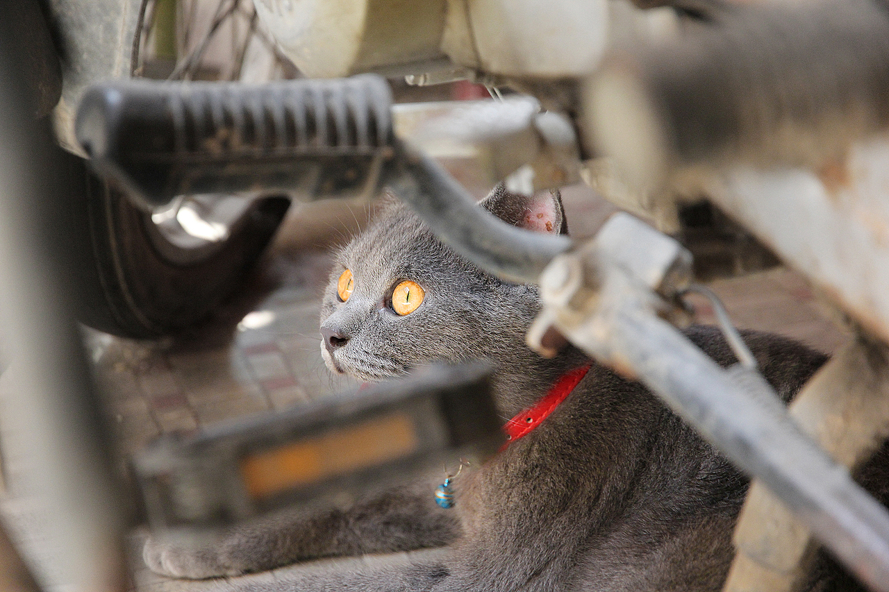 我家熊蛋~（图ZMjYyNzkwMjA=） - 宠物摄影 - 站酷设计师红绿双人原创素材 - 站酷ZCOOL