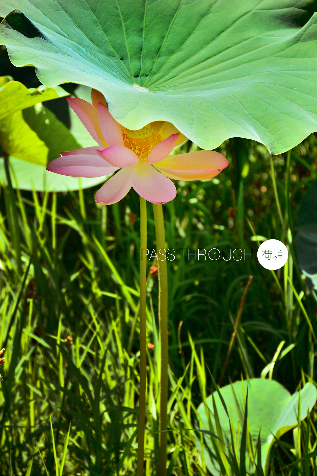 jin过，荷塘...（图ZMzA0NTA1MzY=） - 风光摄影 - 站酷设计师Ajin0213原创素材 - 站酷ZCOOL