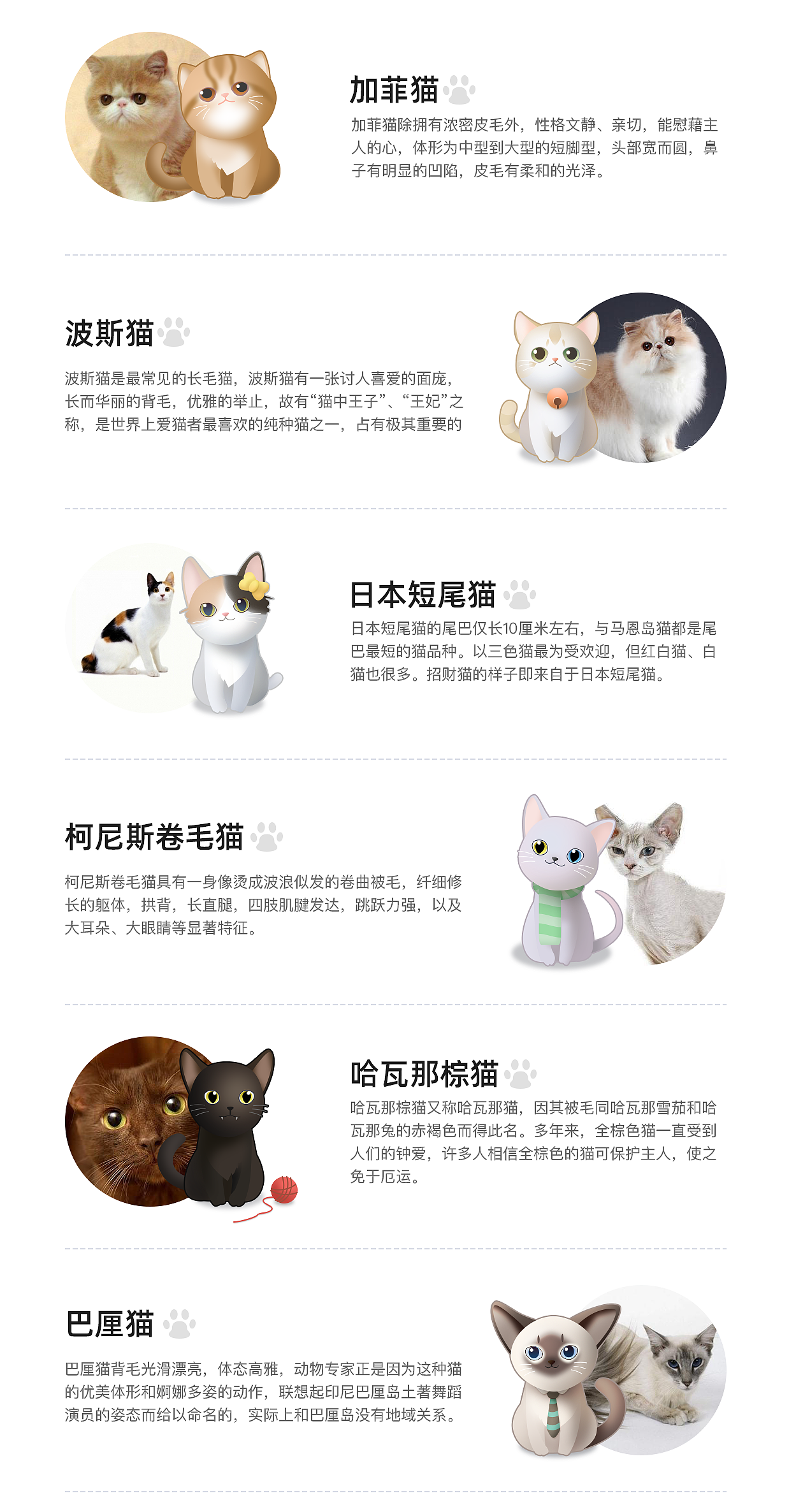猫猫卡通形象设计