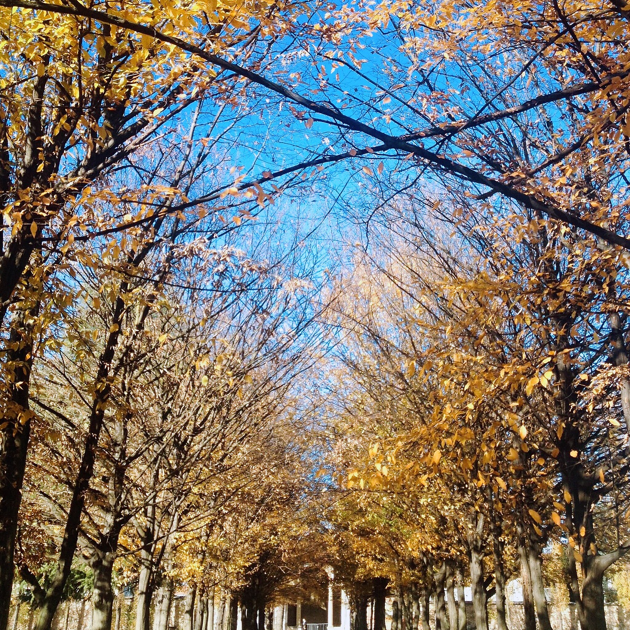 意大利/ 秋:maple_leaf: