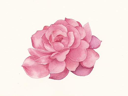 水彩手绘植物花卉(原创 临摹)