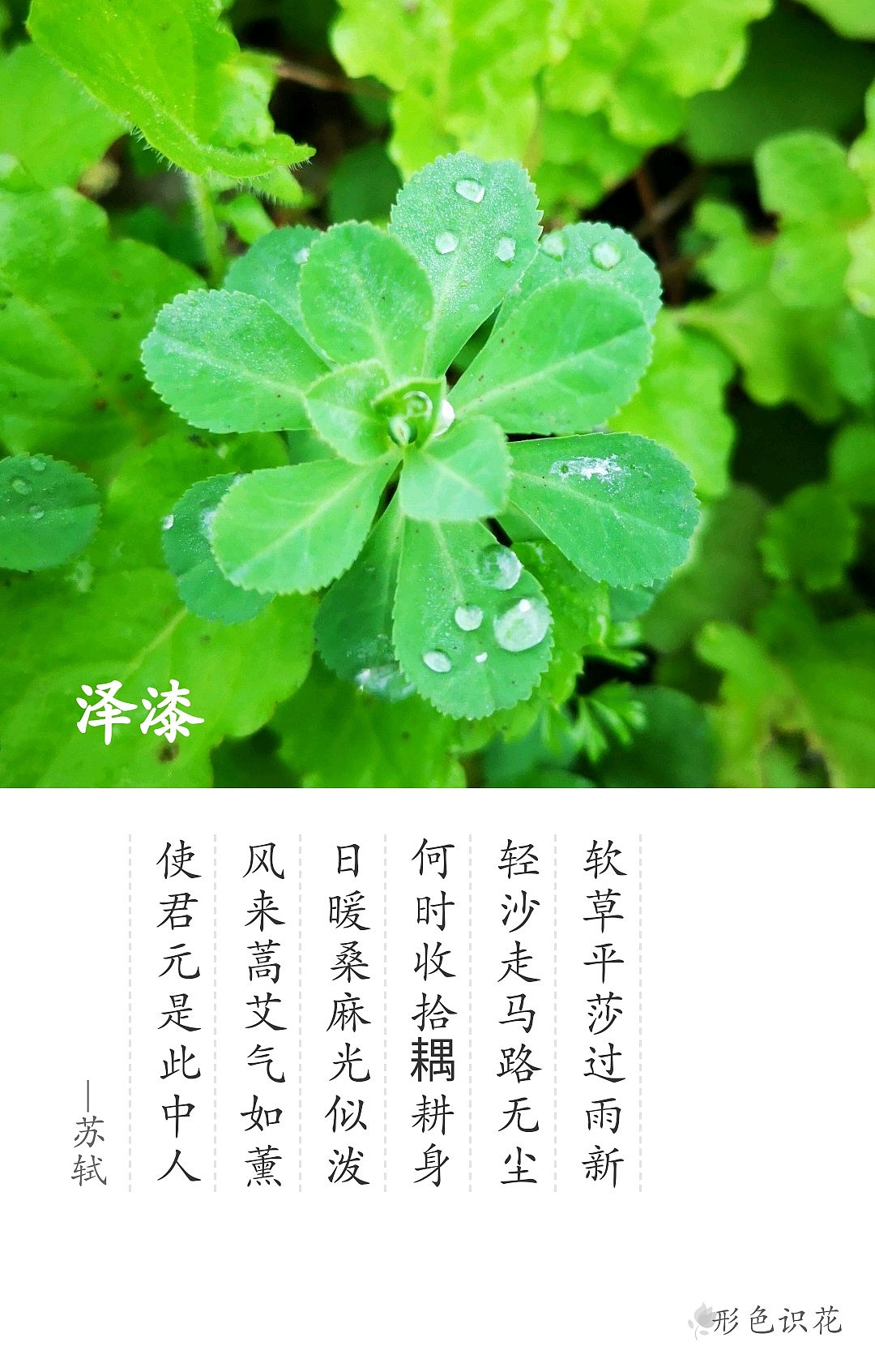 绿植花型一览（图ZMTM2MDM4ODc2） - 产品摄影 - 站酷设计师左I可原创素材 - 站酷ZCOOL