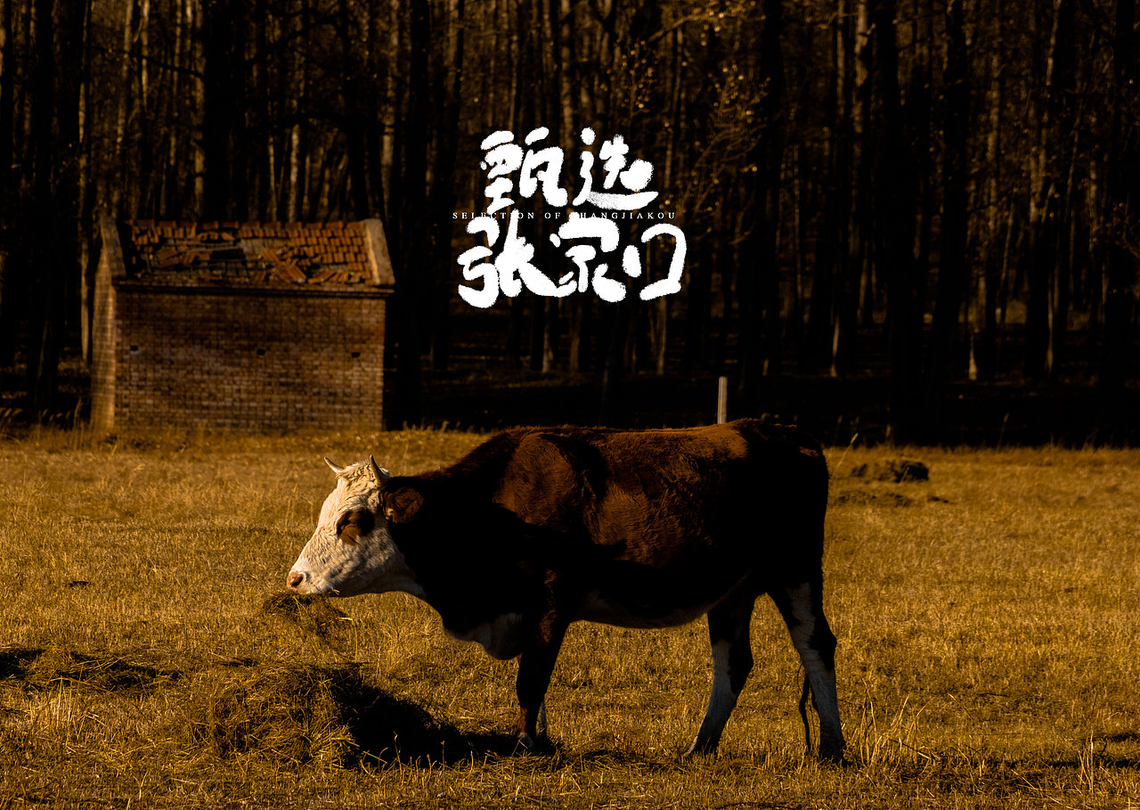 张北放牛（图ZMjQyMjUzNjMy） - 人文/纪实摄影 - 站酷设计师EICOO原创素材 - 站酷ZCOOL