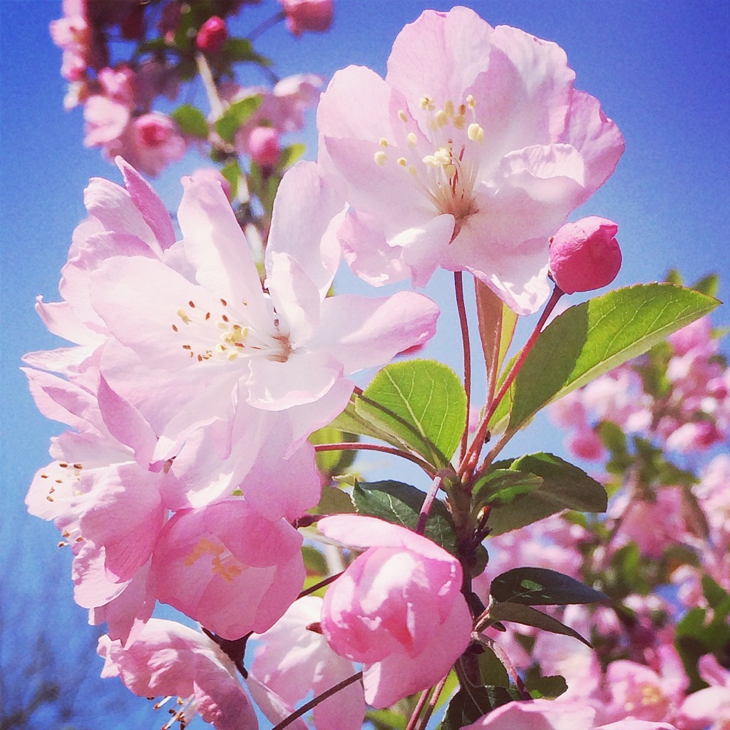 樱花节旅游宣传在那樱花盛开的地方清新免抠字体免费下载 - 觅知网