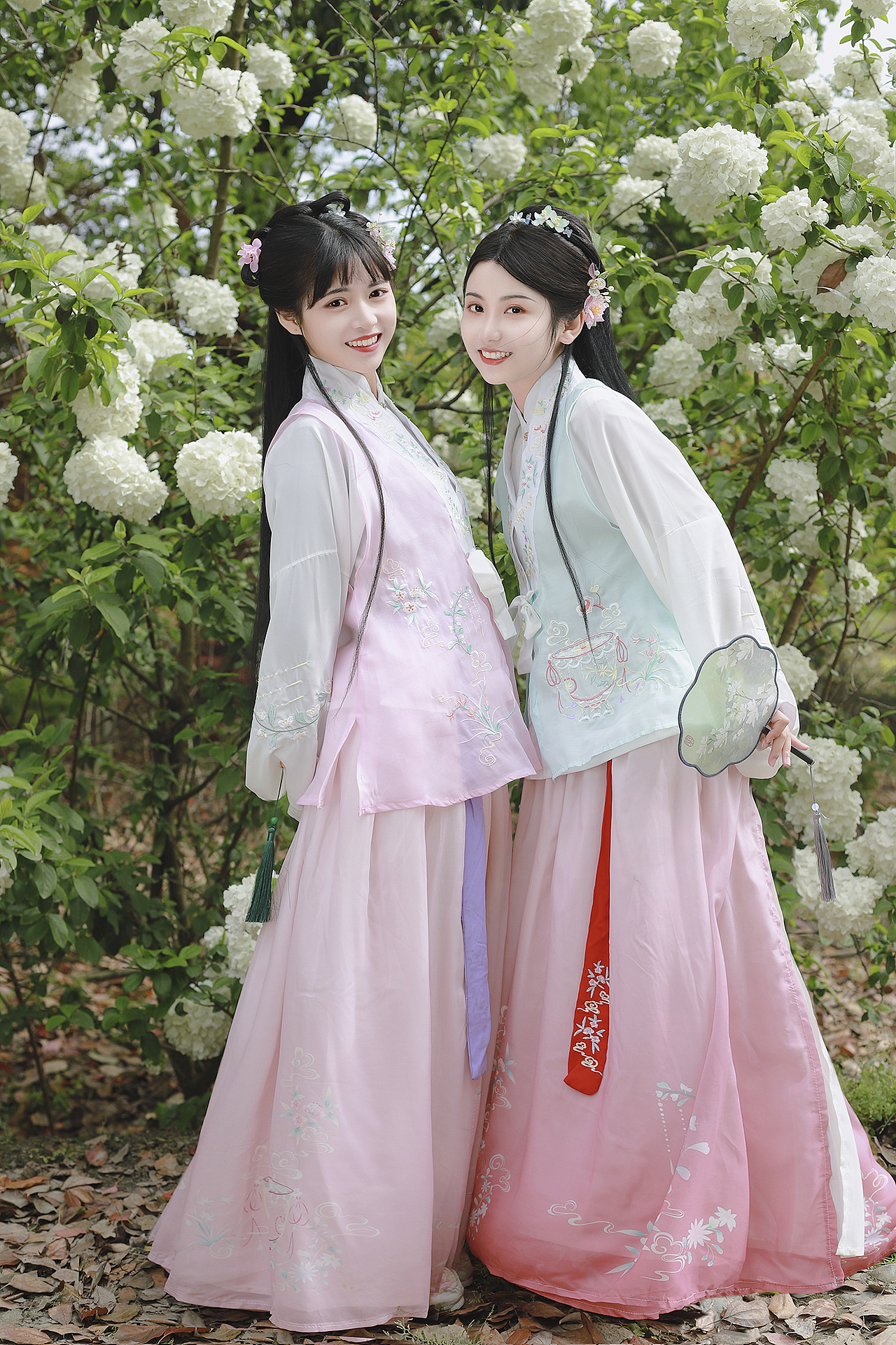 春日花神 木绣球 |绣球春晚欲生寒 满树玲珑雪未干